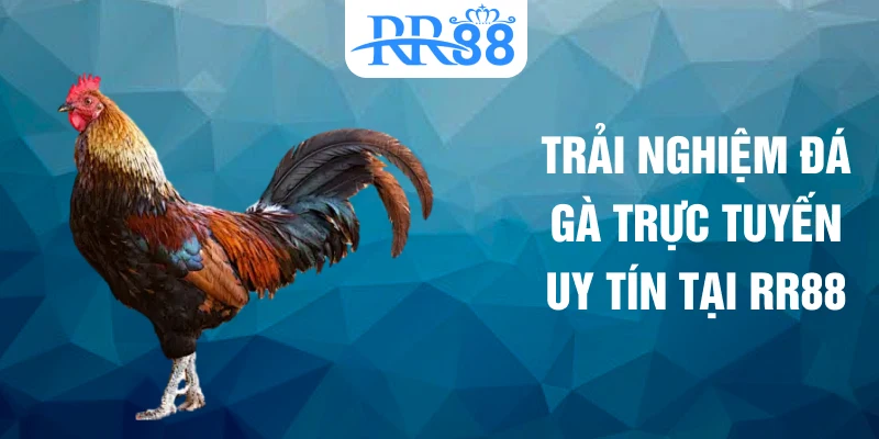 Trải nghiệm đá gà trực tuyến uy tín tại RR88